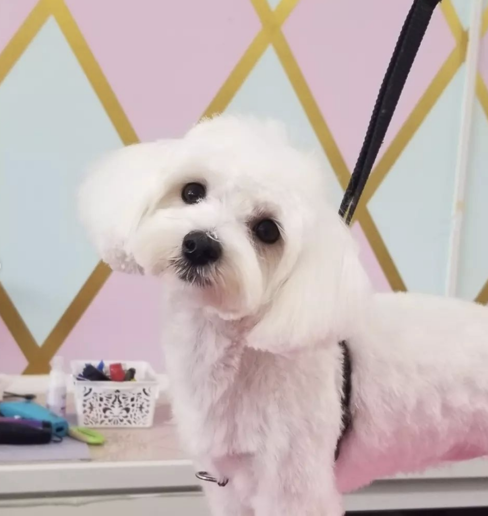 White dog in a grooming salon